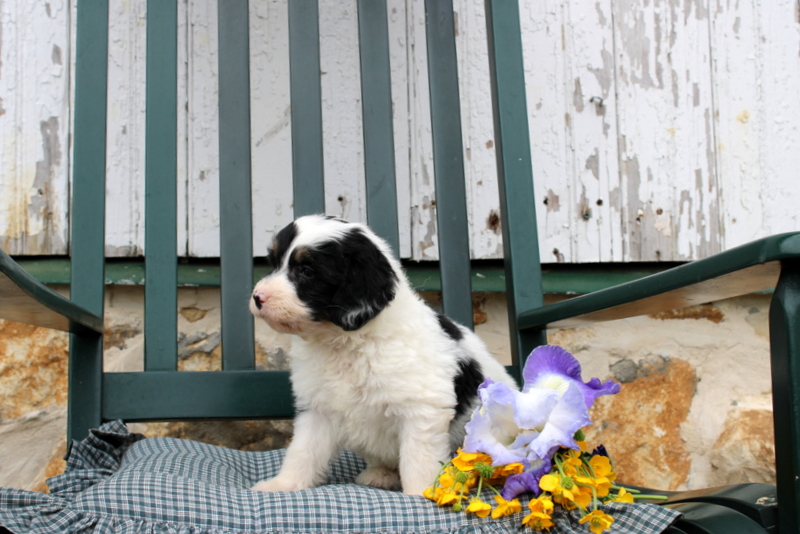 puppy, for, sale, Mini Bernedoodle F2, Matthew B. Stoltzfus, dog, breeder, Gap, PA, dog-breeder, puppy-for-sale, forsale, nearby, find, puppyfind, locator, puppylocator, aca